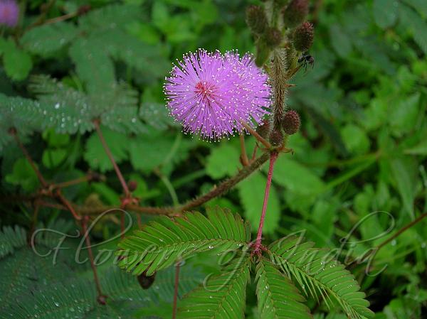 Touch Me Not Touch Me Not